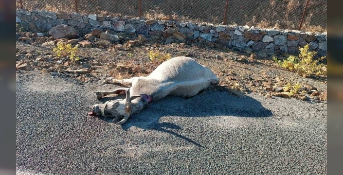 Elazığ’da otomobilin çarptığı at telef oldu