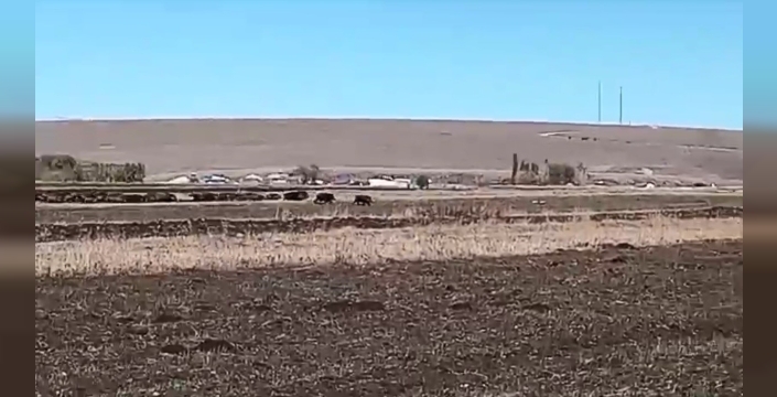 Kars’ta mısır tarlaları domuz sürüsünün istilasına uğradı