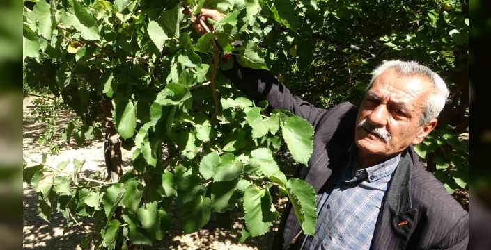 Kayısıya alternatif olarak yetiştirilen karadut yüz güldürüyor