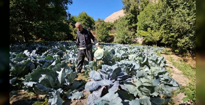 Malatya’da Gökyar lahanasında hasat zamanı