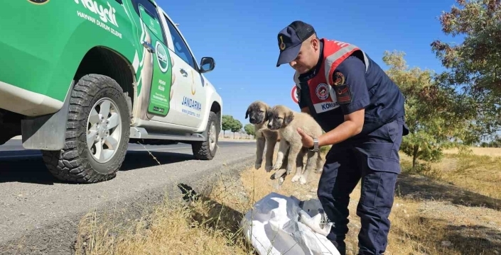 Muş’ta jandarma ekipleri çuval içerisinde yavru köpekler buldu