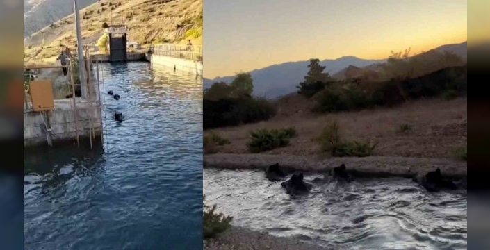 Sulama kanalında akıntıya kapılan domuz sürüsü ilginç görüntü oluşturdu