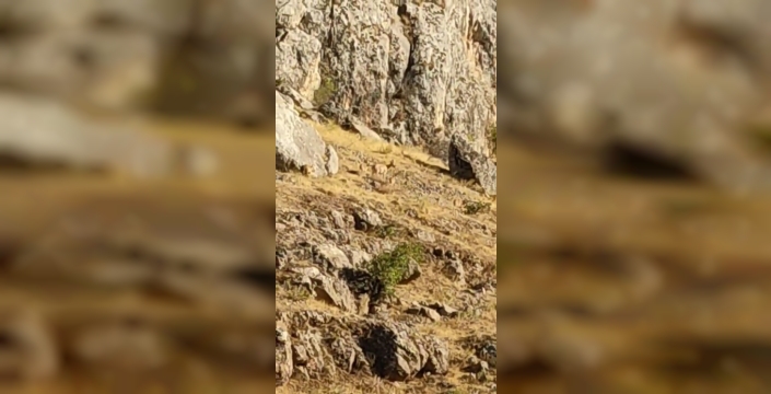 Tarihi Harput Mahallesi’nde dağ keçileri görüldü