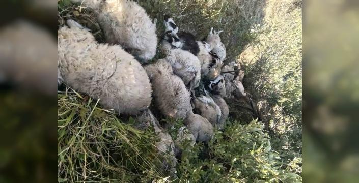 Tunceli’de koyun izdihamı: 29 hayvan telef oldu