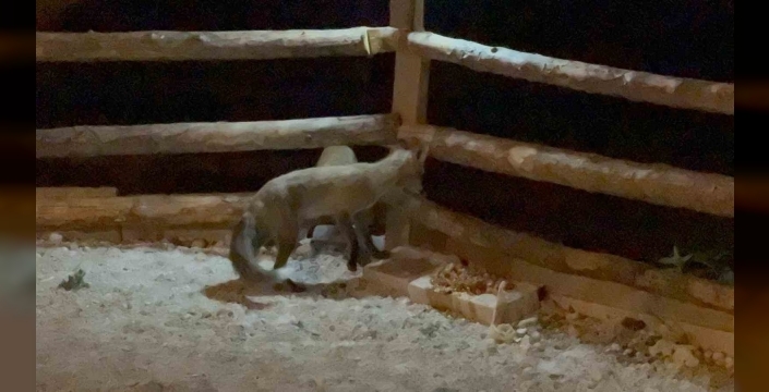 Bahçesine giren tilkileri elleriyle besliyor