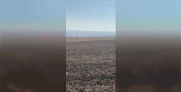 Köye inen kurt sürüsü kamerada