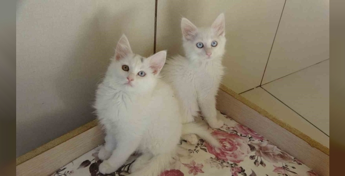 Van kedileri için ‘kırmızı alarm’ kaldırıldı