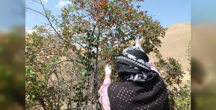 Dağların kırmızı hazinesi kuşburnu için hasat zamanı