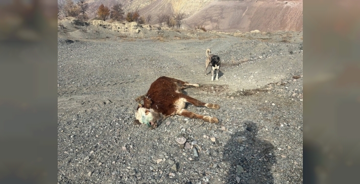 Erzincan’da tehlikeli sorumsuzluk: Şaplı hayvanlar meraya atıldı