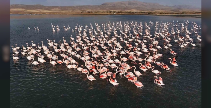 Flamingolar, Erçek Gölü’ndeki konaklama süresini uzattı