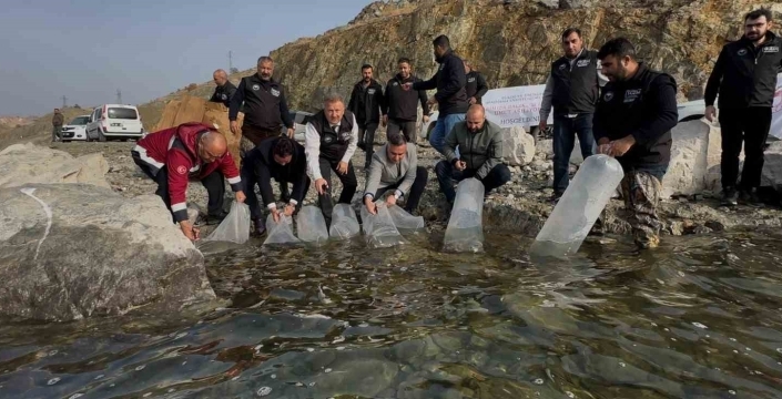 Karakaya Baraj Gölü’ne 420 bin yavru balık bırakıldı