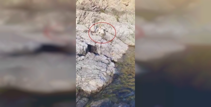 Malatya’da amatör balıkçı ile kedi arasındaki diyalog gülümsetti