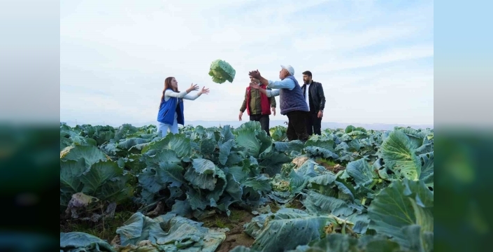 Muş Ovası’nda gönüllü gençlerden çiftçilere hasat desteği