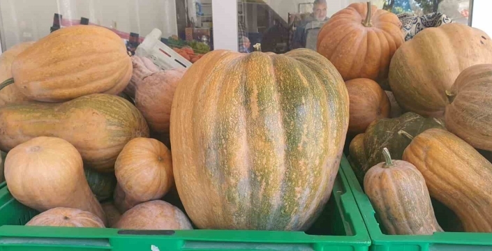 Palu’da ata tohumu kabaklar 35 kiloya ulaştı