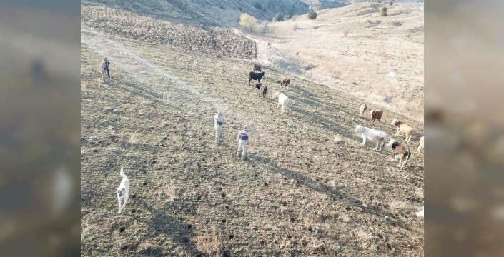 Refahiye’de kaybolan hayvanlar bulunarak sahibine teslim edildi