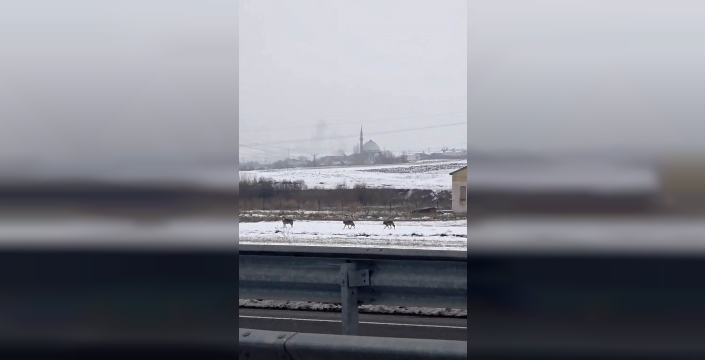 Aç kalan kurt sürüsü şehir merkezine indi