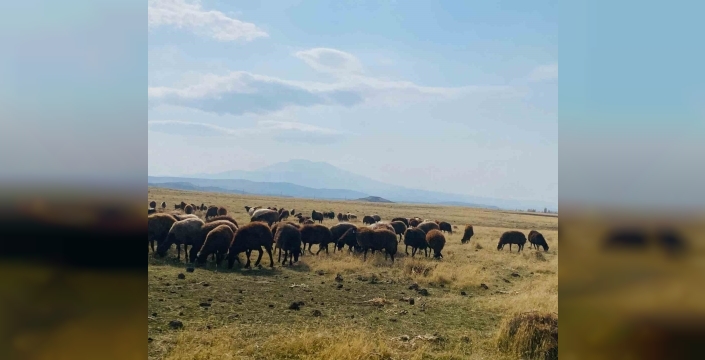 Ağrı’da ılıman iklim kış besicilerin yüzünü güldürdü