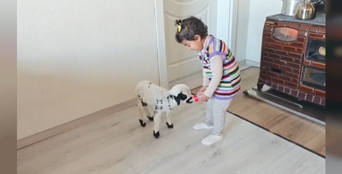 Annesinin reddettiği kuzuya 3 yaşındaki Ezo’nun şefkati yürekleri ısıttı