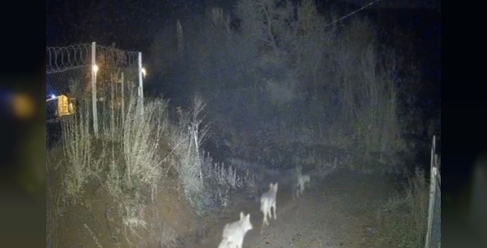 KORKUTAN GECE MİSAFİRLERİ: Köye İnen Kurt Sürüsü Kamerada!