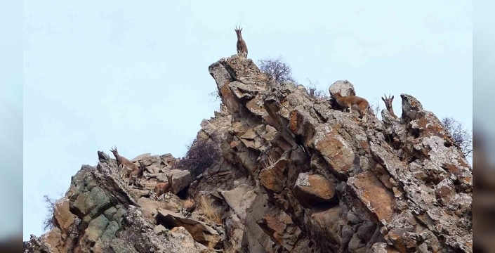 Erzurum’da yaban hayatı fotokapanlara takıldı