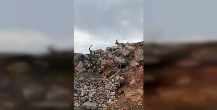 Dağ keçileri sürü halinde görüntülendi