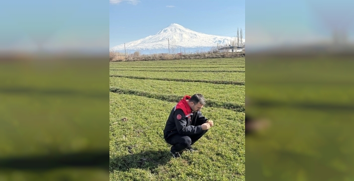 Iğdır’da yonca tarlalarında yonca hortumlu böceği ile mücadele