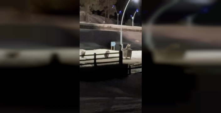 Kars’ta anne ayı ve yavrularının çöp konteynırı mesaisi kamerada