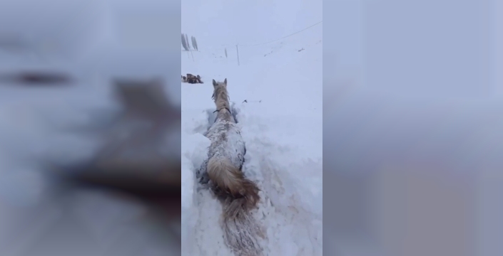 Kars’ta bu kez at kara saplandı