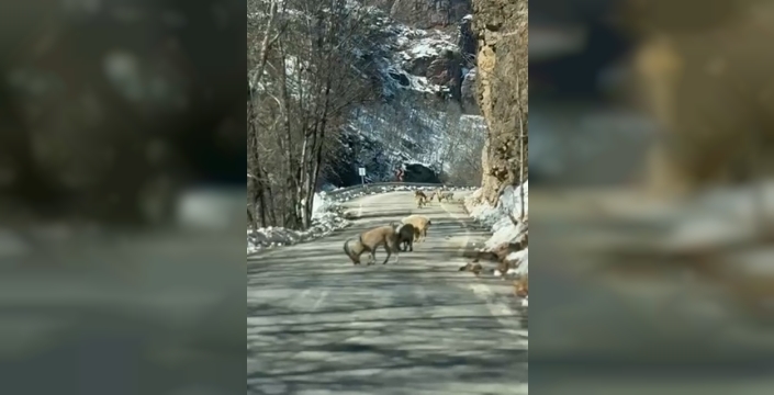 Ovacık yolunda dağ keçisi sürüsü yolu kapladı