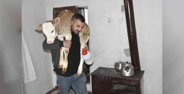 Tatvan’da hasta buzağıya evde özel bakım