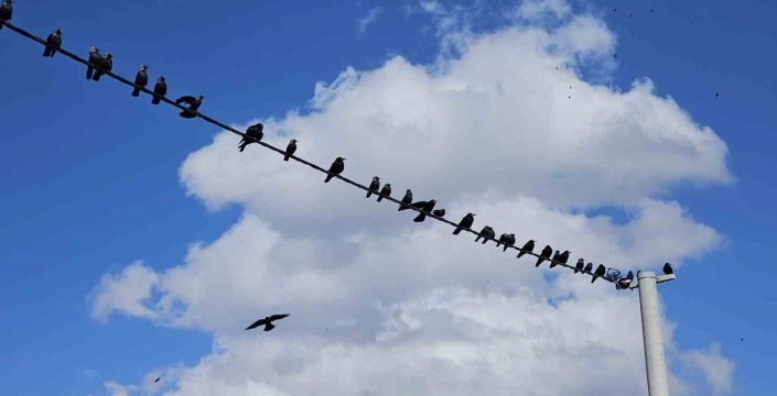 Tatvan’da sıralanan kuşlardan güzel görüntüler
