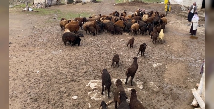 Ağrı’da kuzuların anneleri ile buluşması renkli anlara sahne oldu