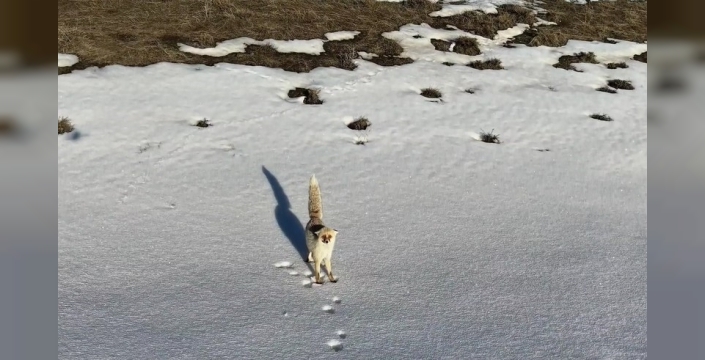 Karlı arazide yiyecek arayan tilki dron kamerasına yansıdı