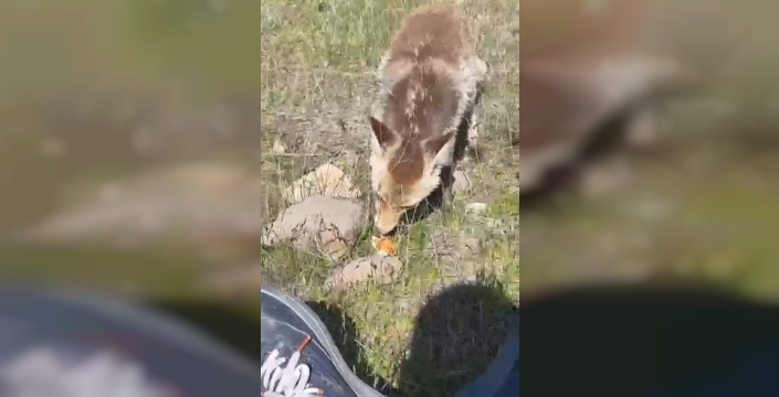 Ahlat’ta aç tilki piknik sofrasına ortak oldu