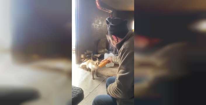 Ahlat’ta tilki ile işçilerin dostluğu gülümsetiyor