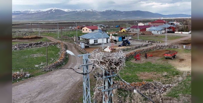 Ardahan’ın Ağzıpek köyü leyleklerin uğrak noktası oldu