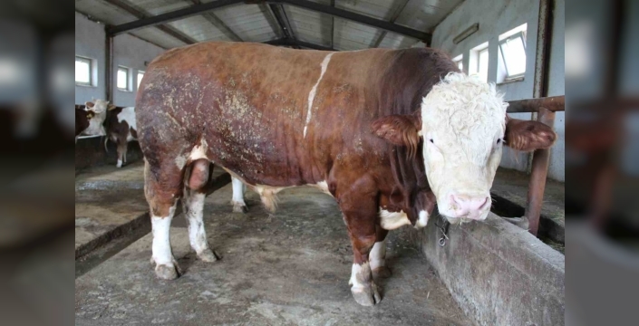 Bingöl’de 1,5 tonluk ’Tosun Paşa’ 450 bin liraya alıcı buldu