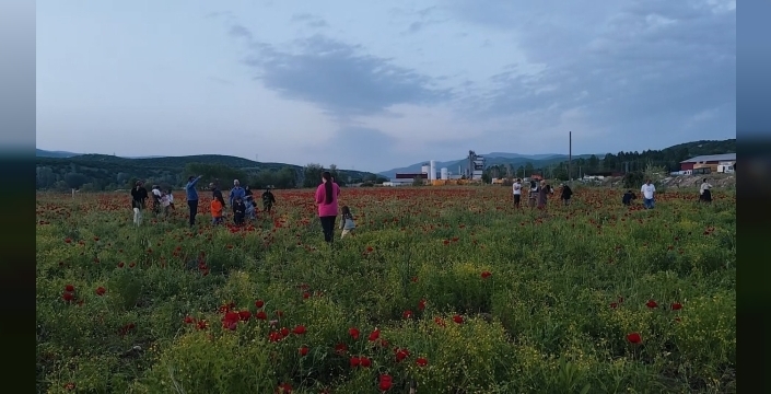Bingöl’de doğal oluşan gelincik tarlası vatandaşların ilgi odağı oldu