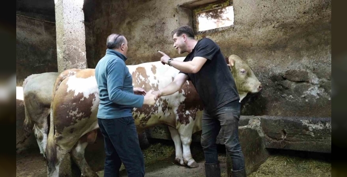 Bir ton 250 kilogramlık dev tosun 550 bin TL’ye satıldı