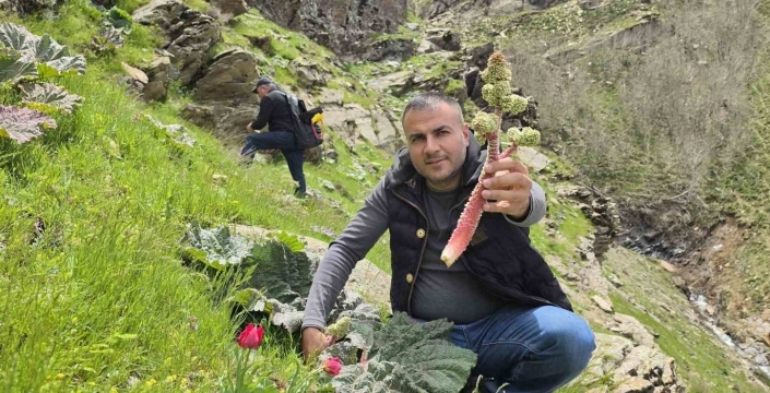 Bitlisliler ’yayla muzu’ için dağlara akın etti
