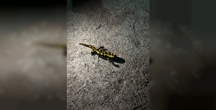 Elazığ’da benekli semender görüldü