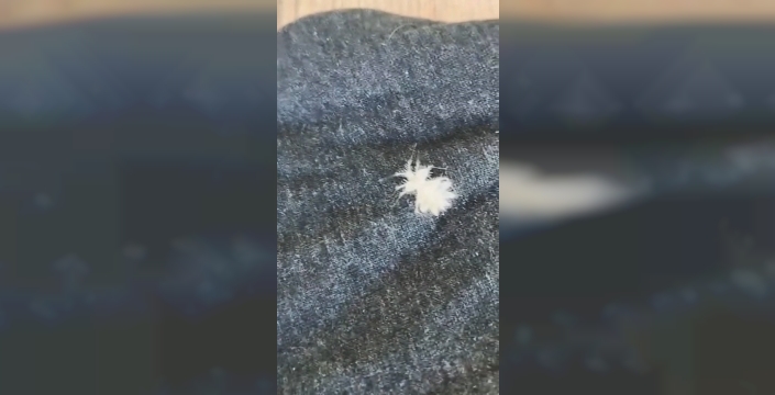 Elazığ’da ‘Dikenli Dantel Böceği’ görüntülendi