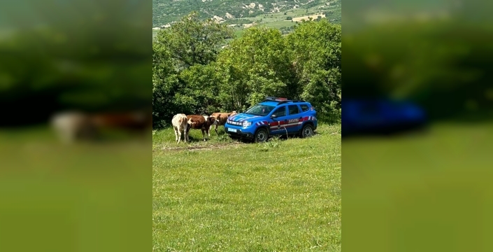 Elazığ’da kaybolan inekler dron ile bulundu
