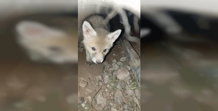 Elazığ’da tilki yavruları yuvalarında görüntülendi