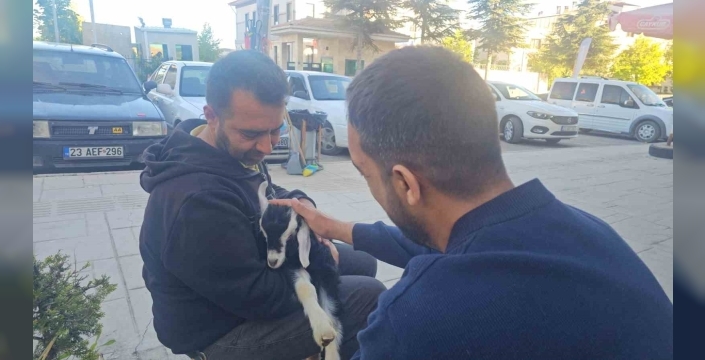 Elazığ’da ’Zeytin’ isimli oğlak, mahallenin maskotu haline geldi