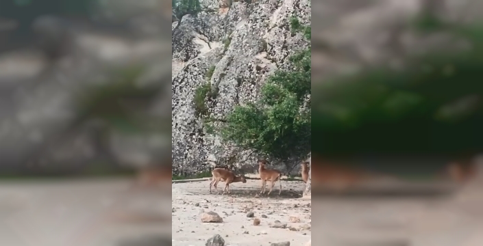 Elazığ’ın tarihi mahallesinde dağ keçileri görüntülendi
