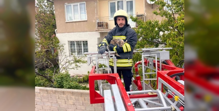 Erzincan’da çatıda mahsur kalan kedi itfaiye ekiplerince kurtarıldı