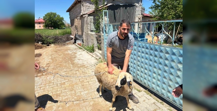 Erzincan’da kaçan kurbanlık koyun 1 saat sonra yakalandı