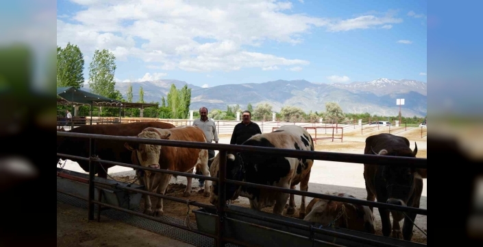 Erzincan’da Kurban Bayramı hareketliliği başladı