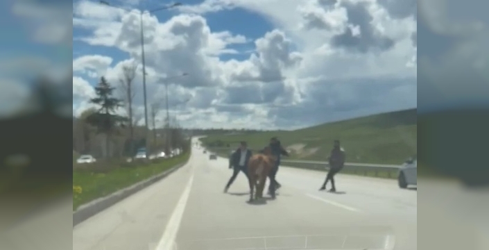 Erzurum’da bir kurban klasiği: Kaçan kurbanlıklar trafiği birbirine kattı